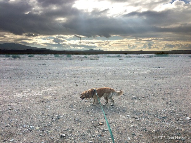 On the Overflow Plain with Flirt
