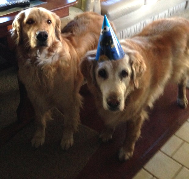 Flirt (Left) - 3 years old & Ellie (Right) - 14 years old