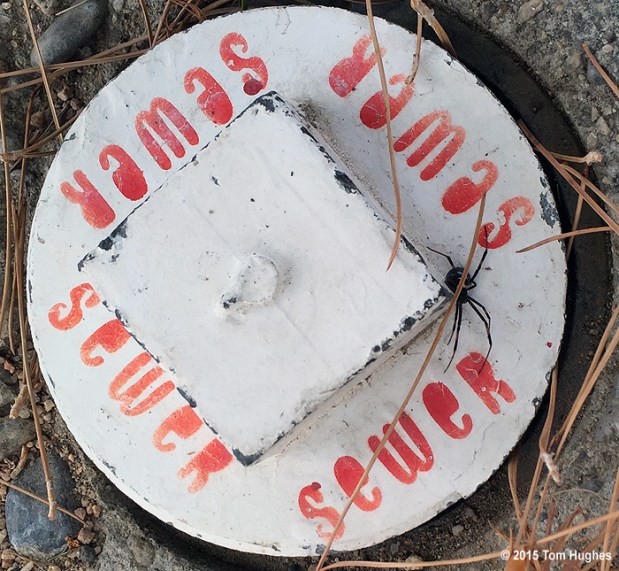 They're everywhere!!!