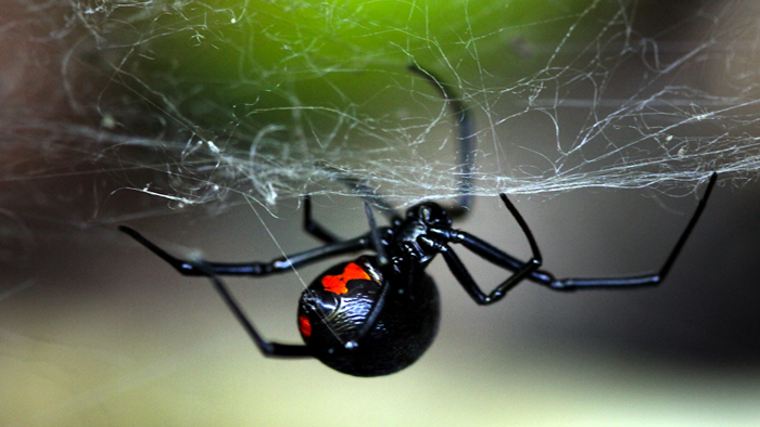 One fierce-looking spider