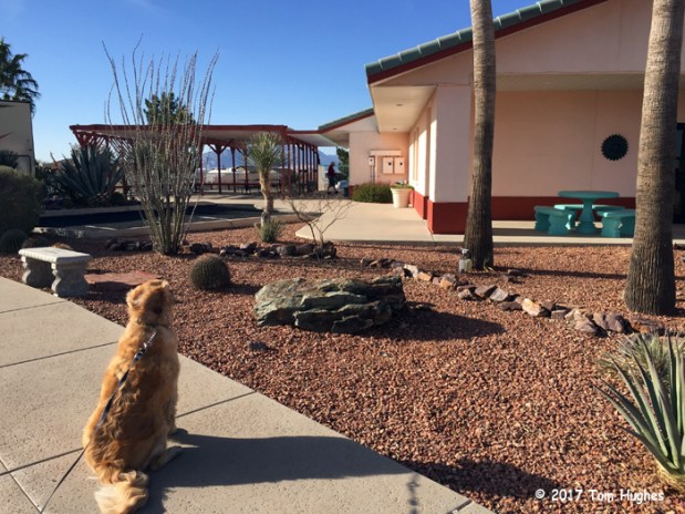 Flirt Contemplates the Laundry Building